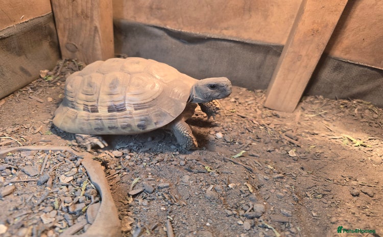 Tortoise reptiles - Advert 2