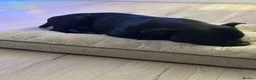 Staffordshire Bull Terrier dogs for sale: Beautiful Kass - Advert 3
