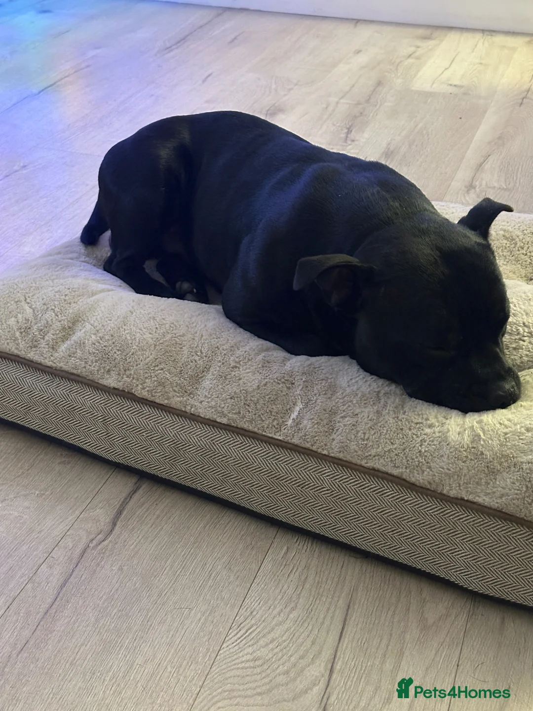 Staffordshire Bull Terrier dogs for sale: Beautiful Kass - Advert 3