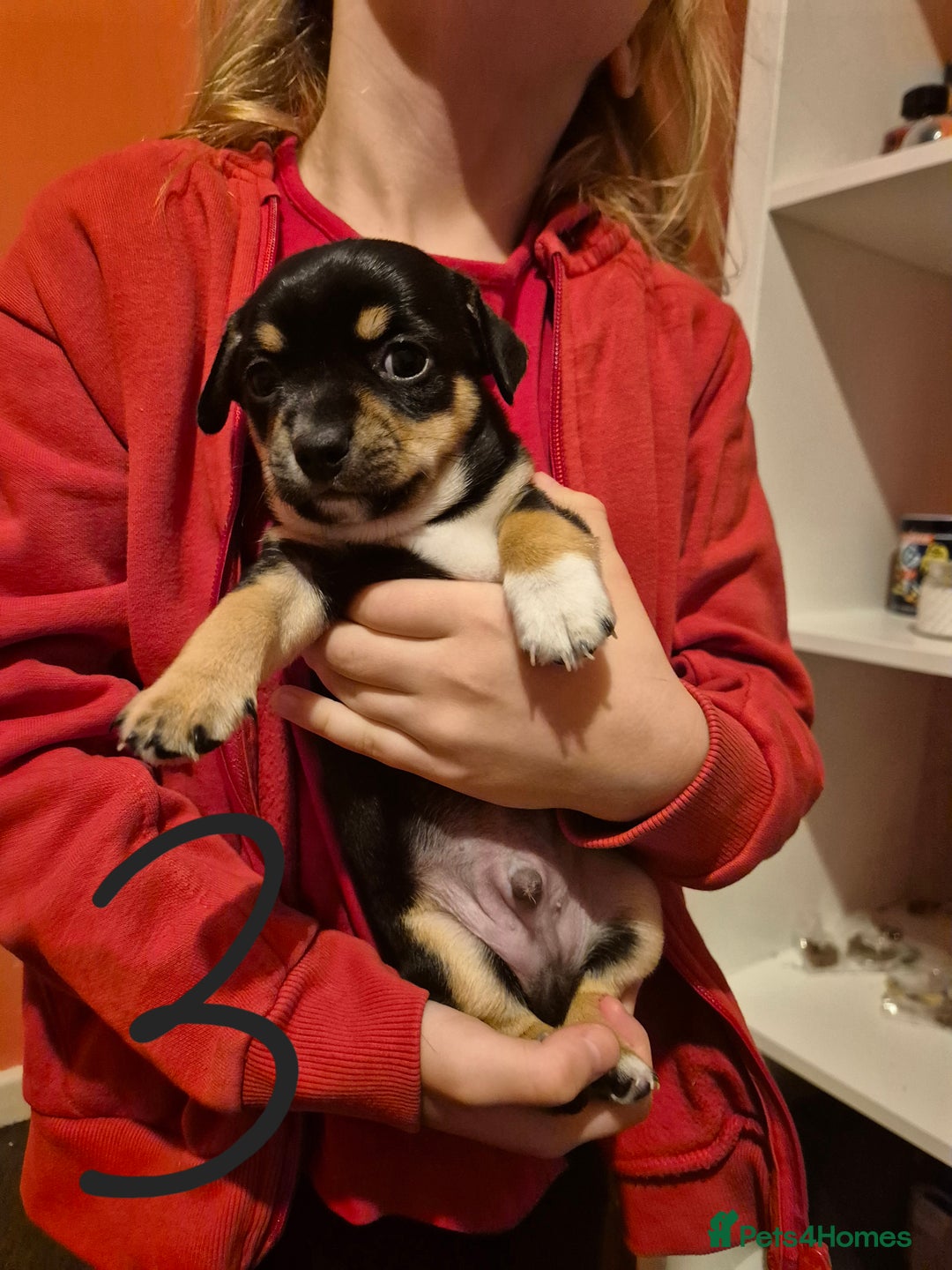 Jack Chi dogs for sale: Beautiful Jack Chi Puppies for Sale - Advert 9