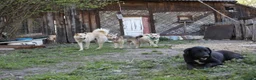 Mixed Breed dogs for adoption: ❤️🐶 LAIMA – TOO SMART AND WELL BALANCED in Burton-on-Trent - Advert 8
