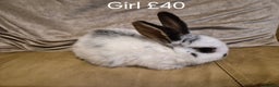 Mini Lop rabbits for sale: 4 Cute Baby Mini Lop X Rabbits - Advert 1