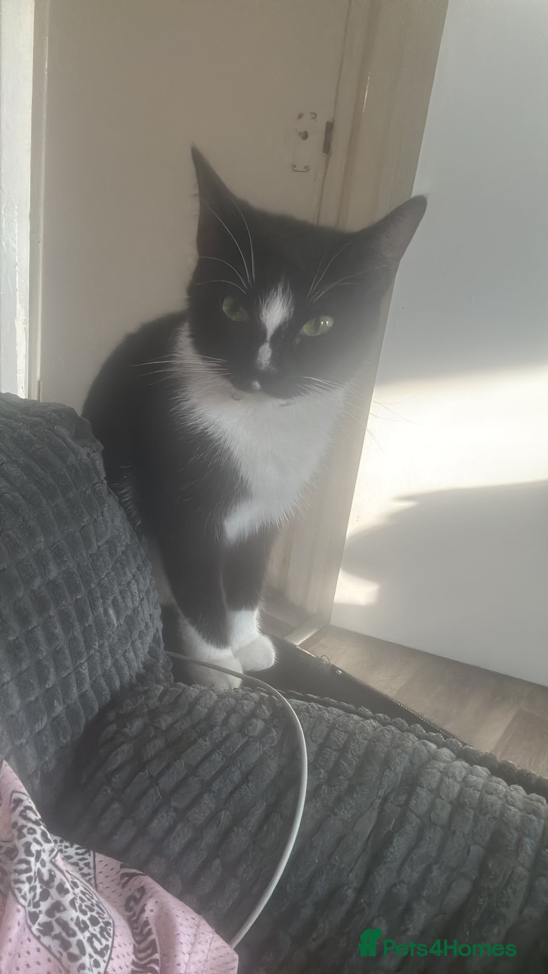 Mixed Breed cats for sale: 2 ginger black and mostly white kittens both f  - Image 5
