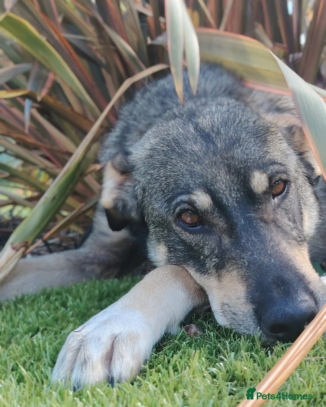 Mixed Breed dogs for adoption: Loveable Gabby in Canterbury - Advert 1