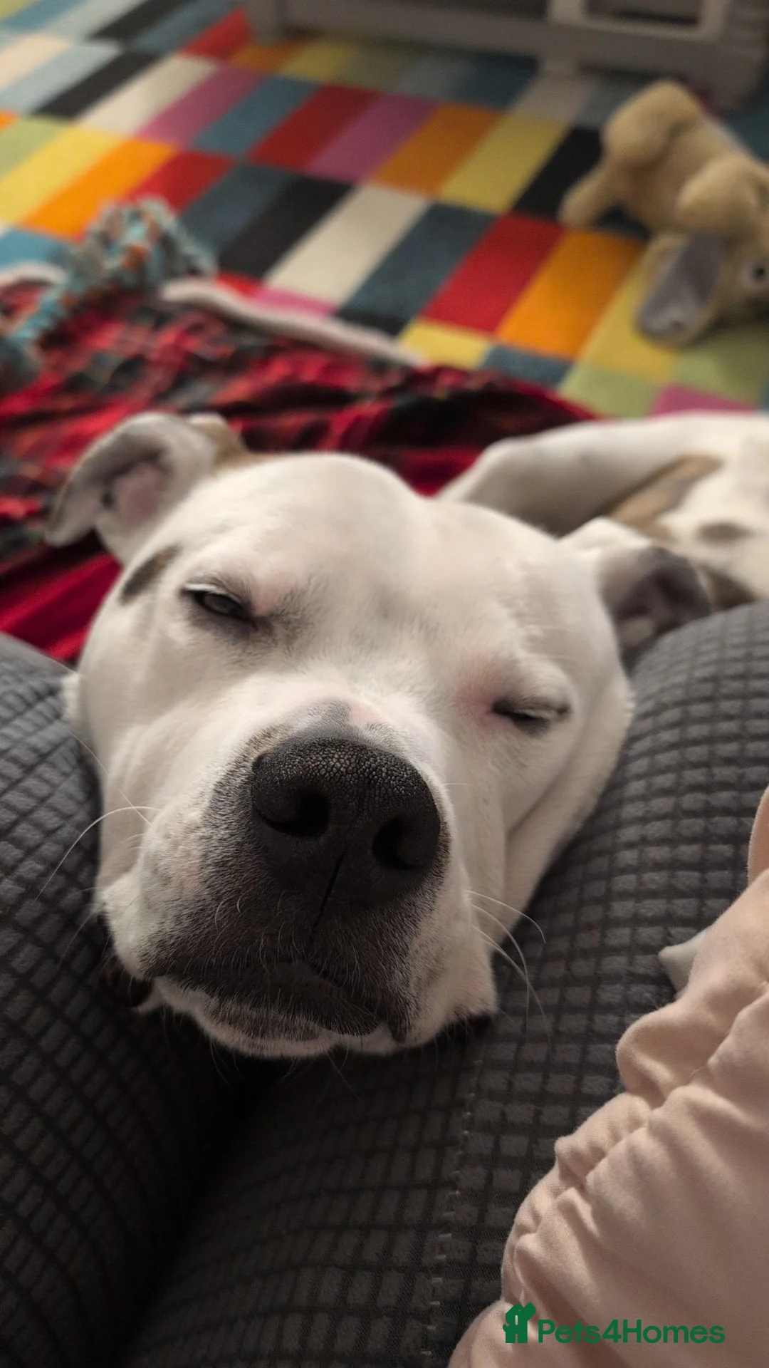 Mixed Breed dogs for sale: Dexter  - Advert 2