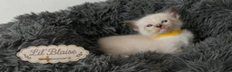 Ragdoll cats for sale: Beautiful Ragdoll-Mix Kittens - NOT TICA/FIFe reg. - Advert 18