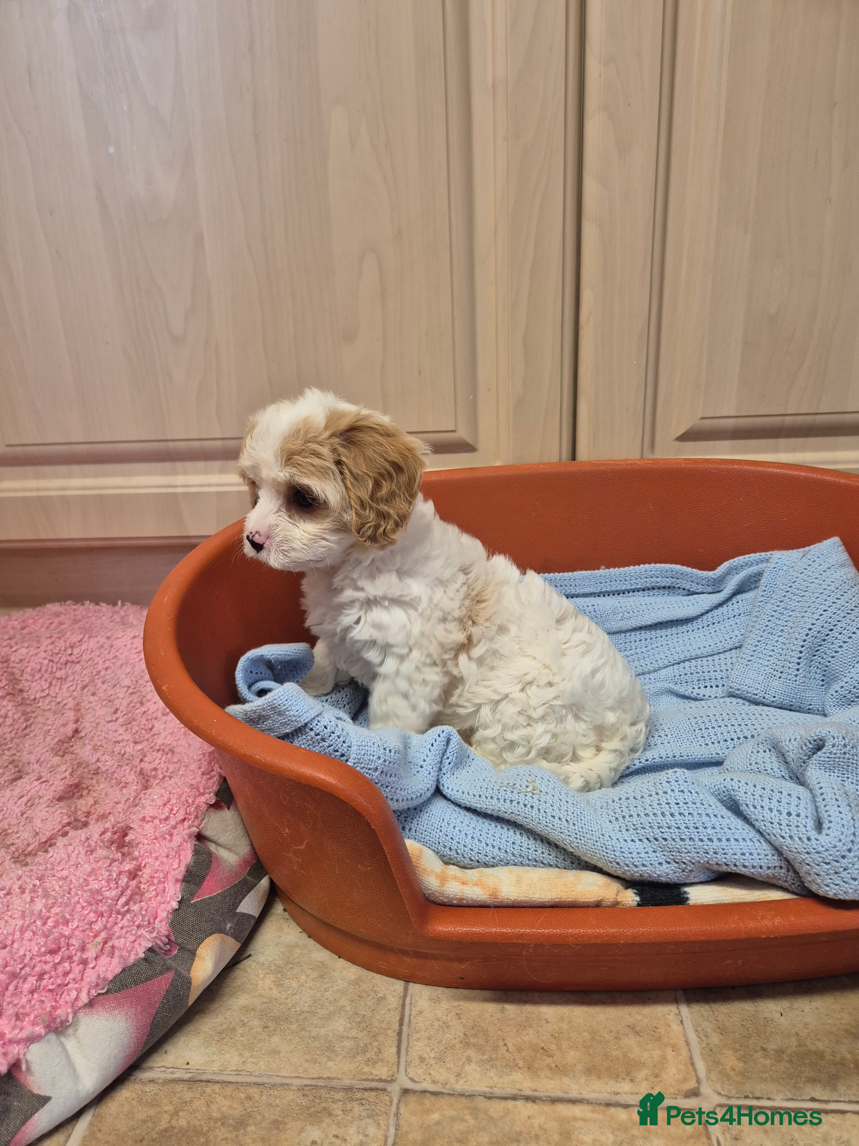 Cavapoo dogs Stunning Toy Cavapoo pups DNA Health tested CLEAR - Advert 13