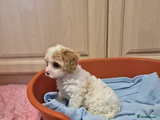 Cavapoo dogs Stunning Toy Cavapoo pups DNA Health tested CLEAR - Advert 13