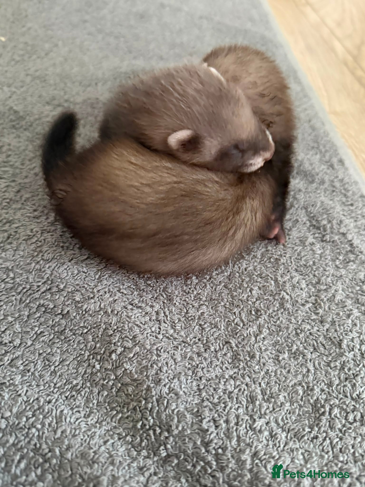 Ferret rodents for sale: Ferret kits ready in 2-3 weeks - Advert 4
