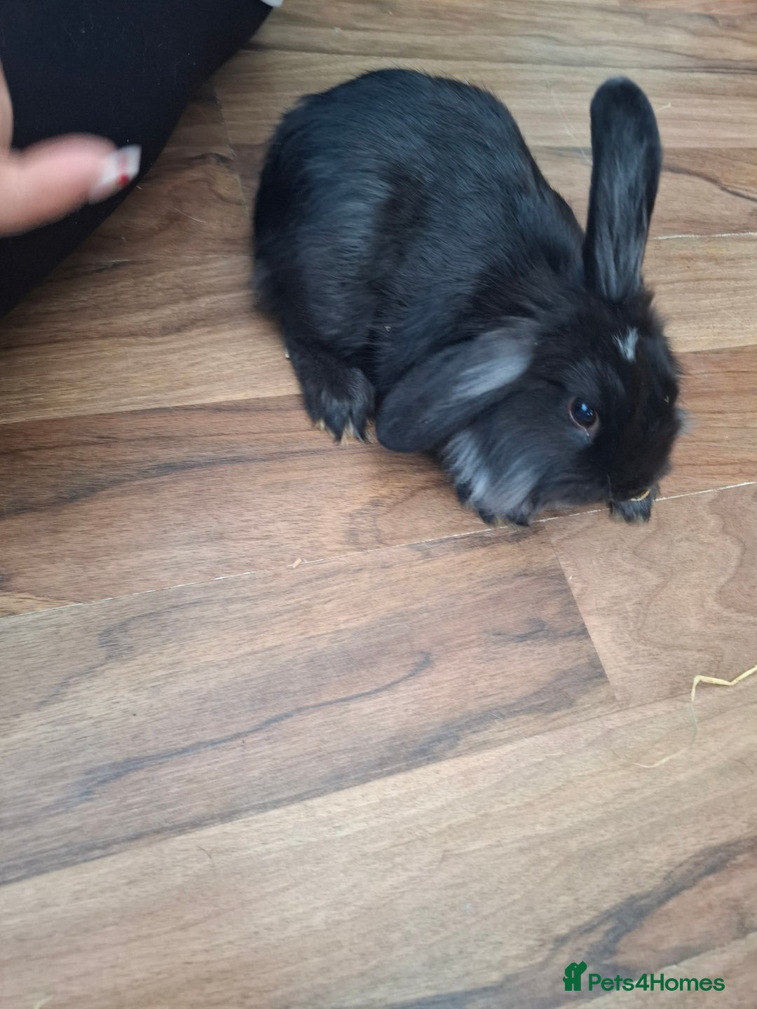 Lionhead rabbits for sale: Male lionhead for sale - Image 3