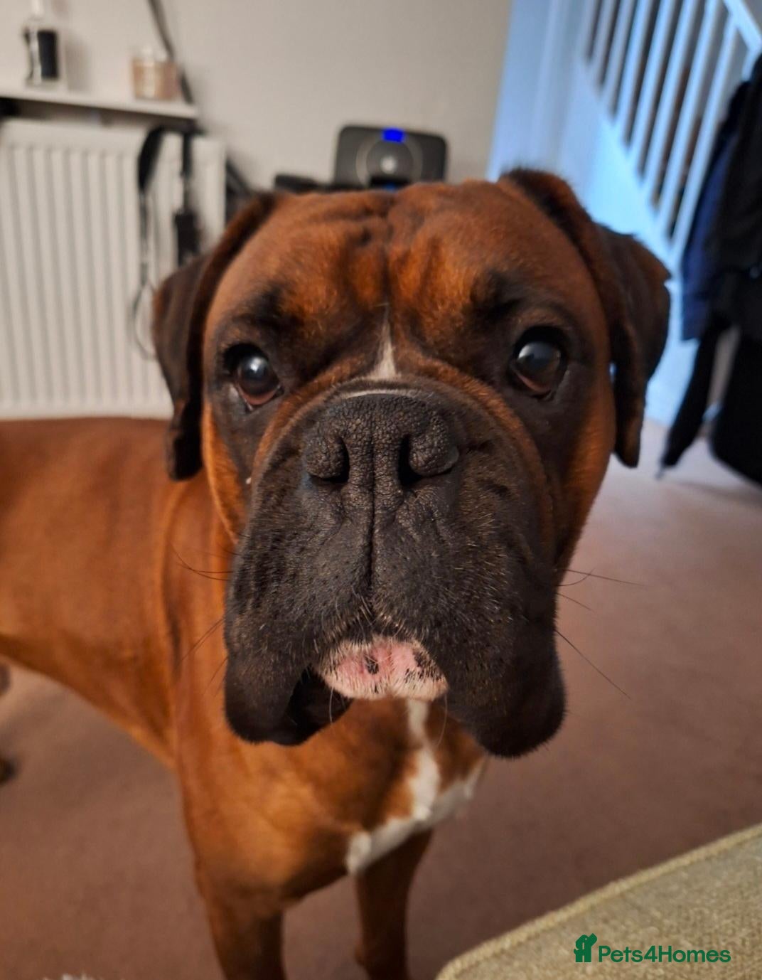 Boxer dogs KC Registered Full Breed Boxer - Advert 18