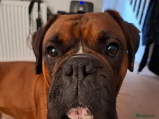 Boxer dogs KC Registered Full Breed Boxer - Advert 2
