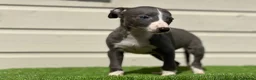 Whippet dogs for sale: Blue whippets  - Advert 19