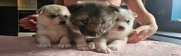 Siberian Husky dogs for sale: Stunning siberian husky puppies in Derby - Advert 11