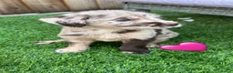 Labradoodle dogs for sale: Labradoodle  - Advert 7