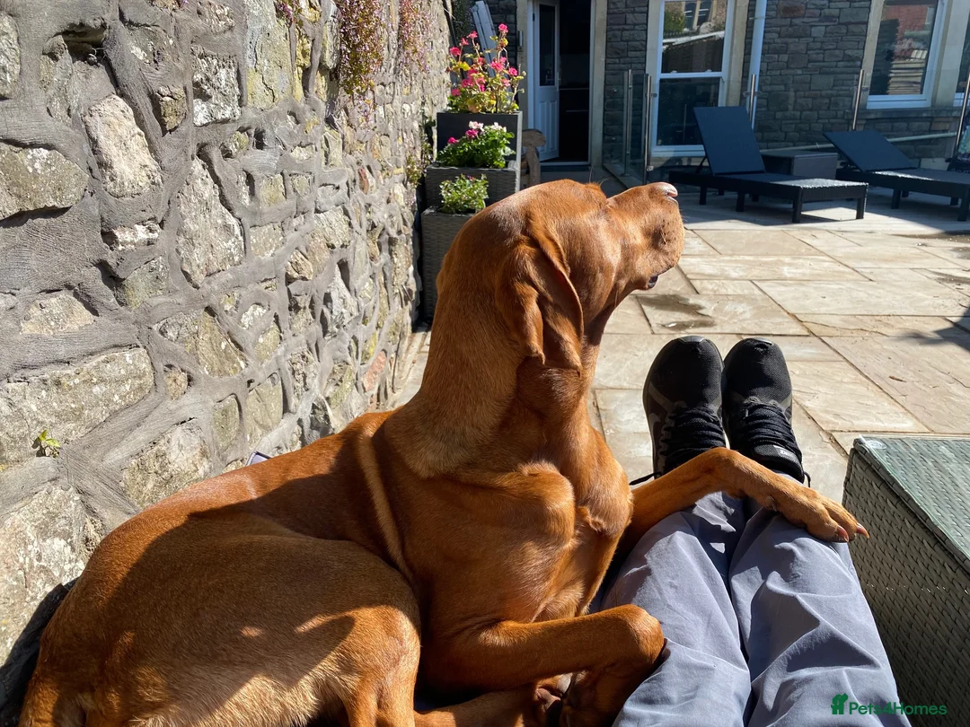 Hungarian Vizsla dogs for stud: Stunning Vizsla x Fox Red Lab for Stud (proven) in Bristol - Advert 8