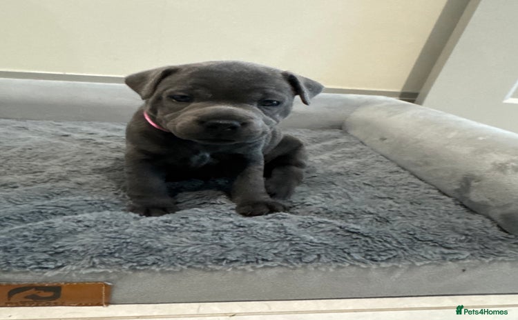 Staffordshire Bull Terrier dogs - Advert 1