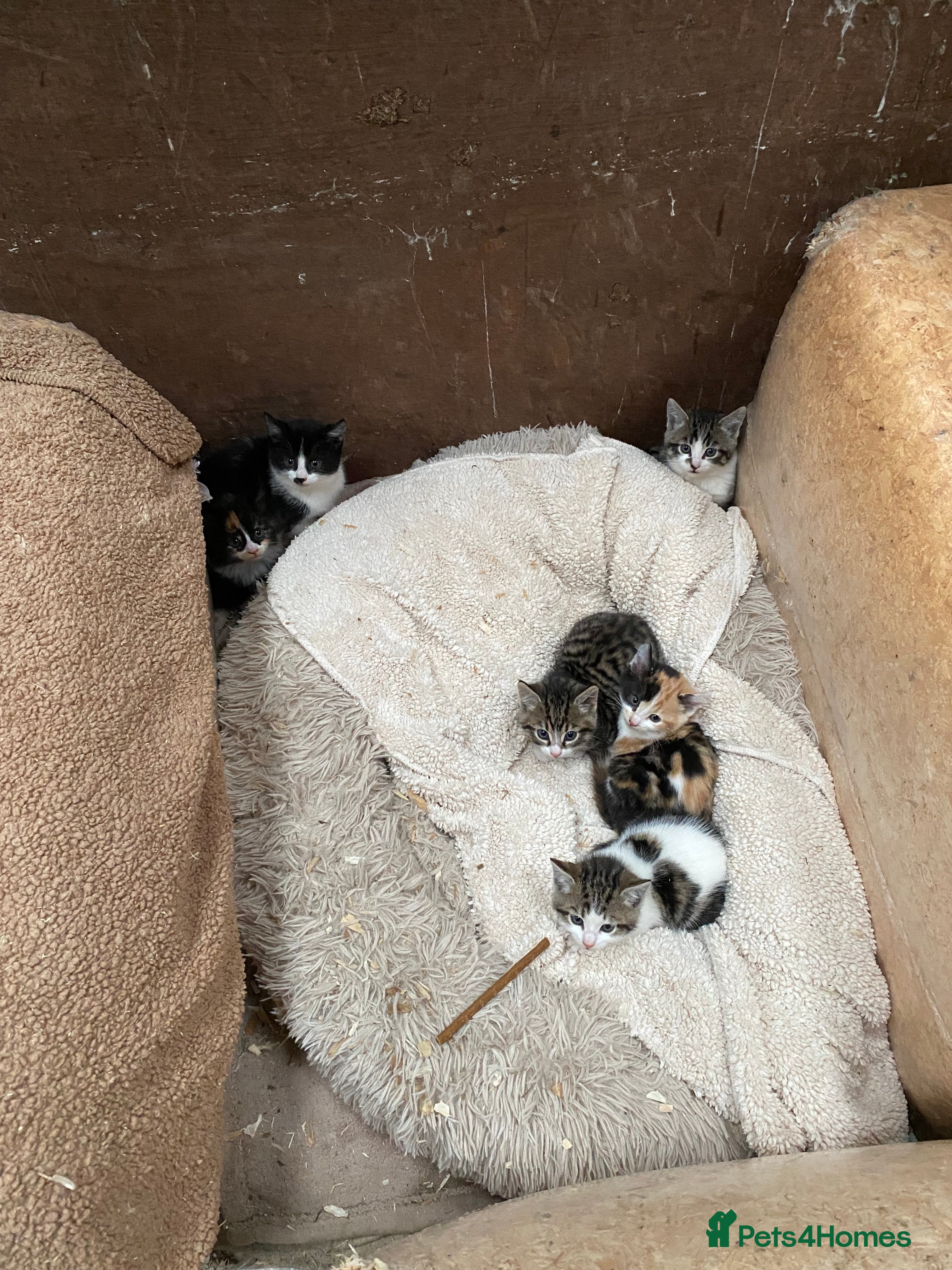 Mixed Breed cats Beautiful Kittens - Advert 14