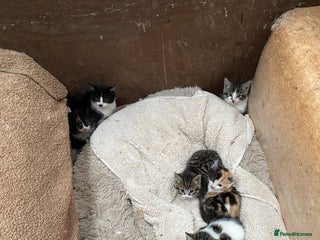 Mixed Breed cats Beautiful Kittens - Advert 14