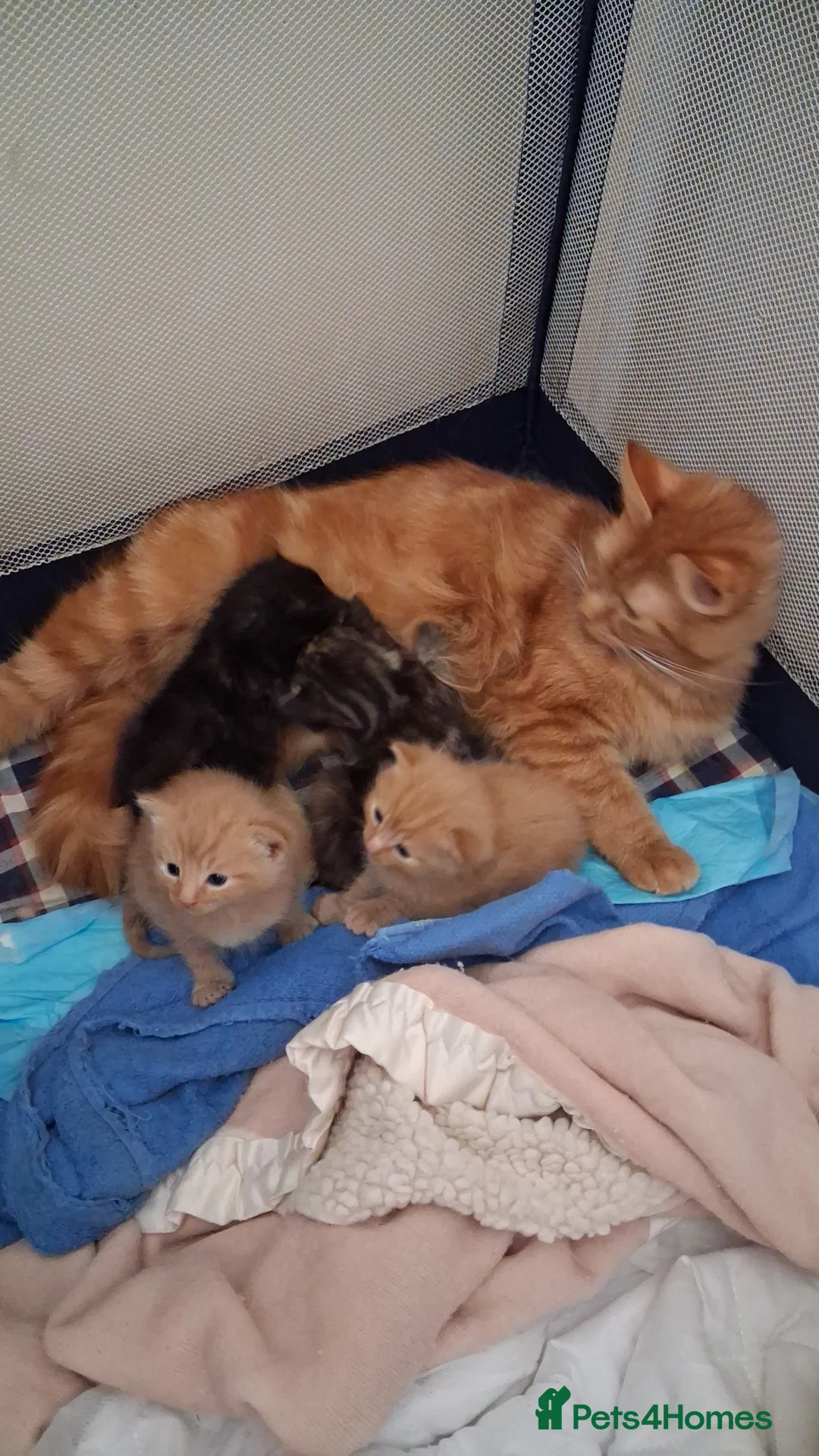 Mixed Breed cats for sale: Kittens  - Advert 1