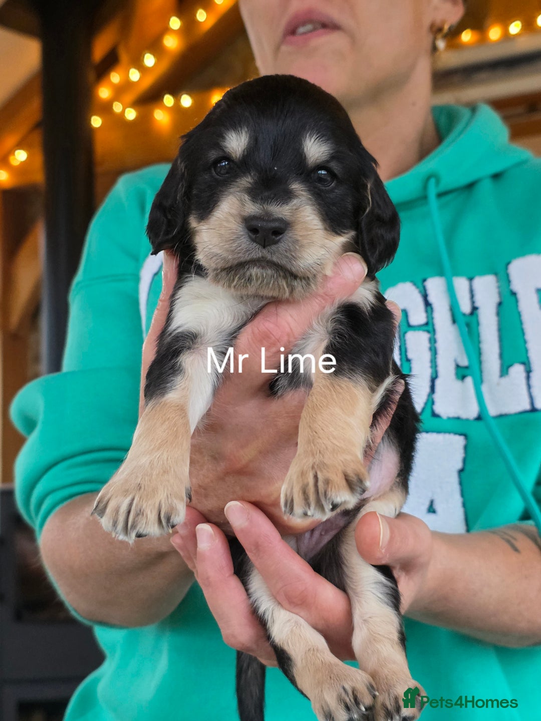 Cockapoo dogs for stud: Silver Phantom Parti Cockapoo for Stud - Advert 16