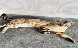Bengal cats for sale: ❄️Pure Gorgeous Snow Minx❄️ - Advert 2