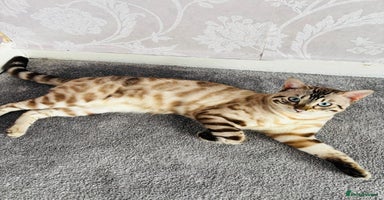 Bengal cats ❄️Pure Gorgeous Snow Minx❄️ - Advert 3