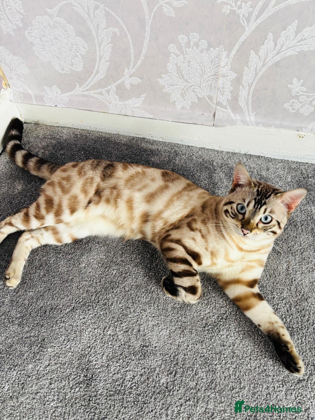 Bengal cats for sale: ❄️Pure Gorgeous Snow Minx❄️ - Advert 2