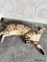 Bengal cats ❄️Pure Gorgeous Snow Minx❄️ - Advert 3