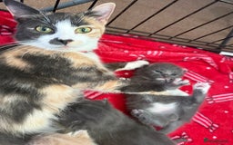 Mixed Breed cats for sale: Kittens looking for forever homes - Image 7