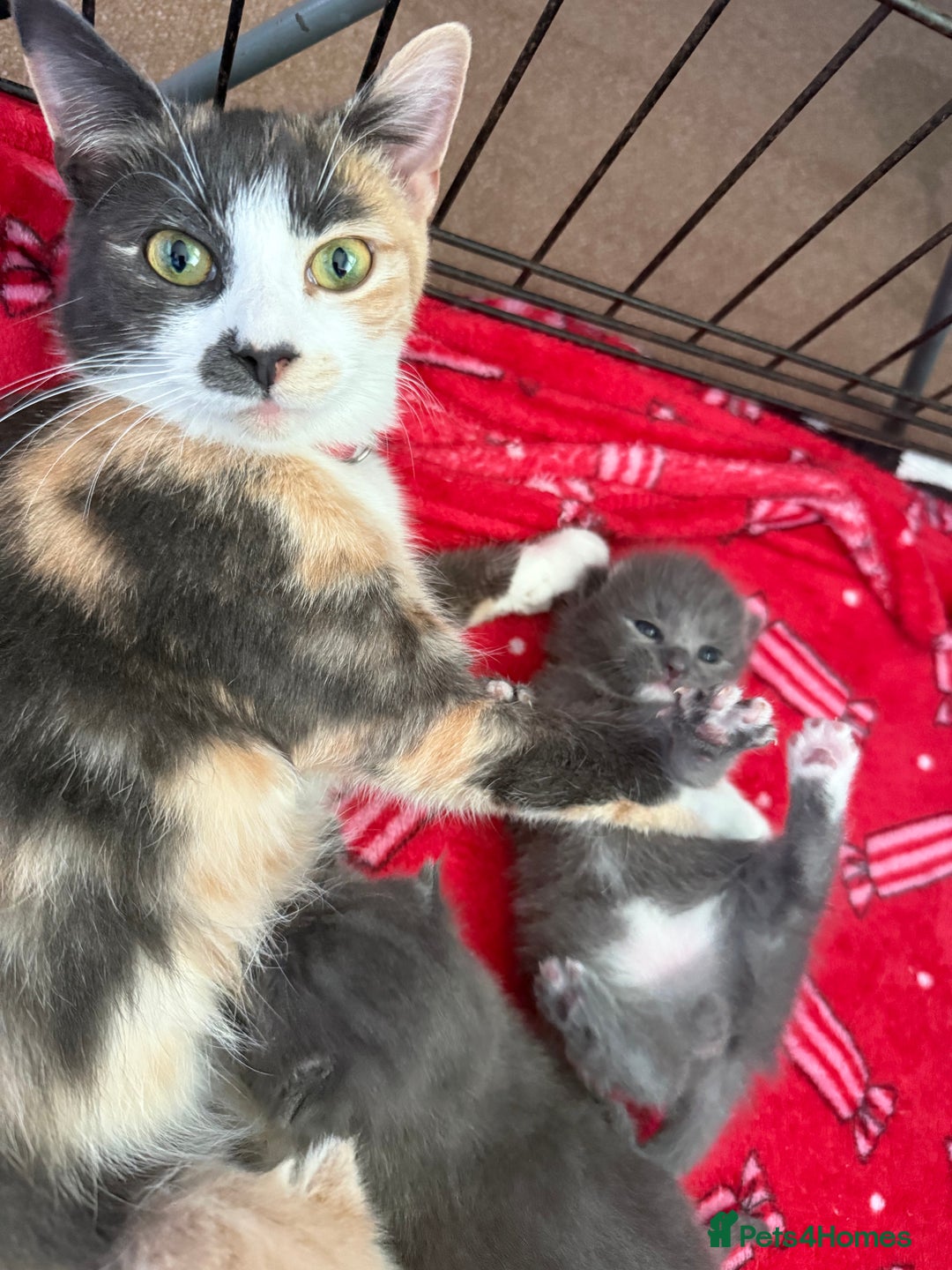 Mixed Breed cats for sale: Kittens looking for forever homes - Image 7