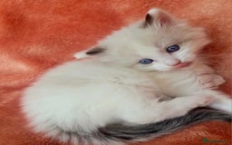 Ragdoll cats for sale:  4 Ragdoll kittens looking for loving homes - Image 6