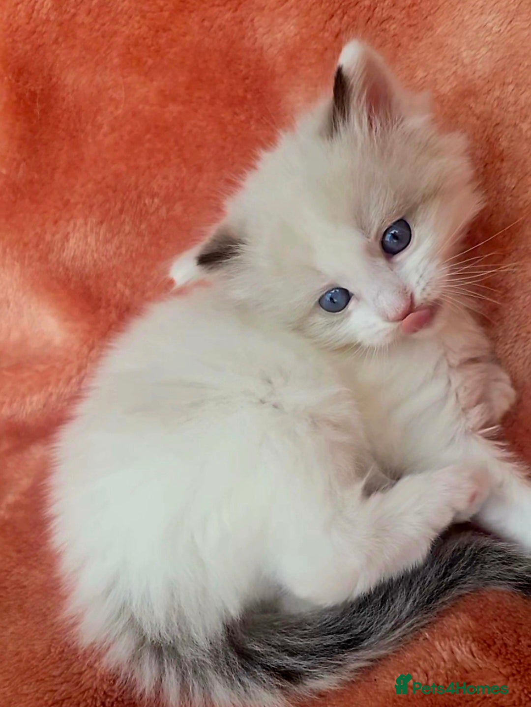 Ragdoll cats for sale:  4 Ragdoll kittens looking for loving homes - Image 6