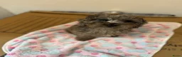 Miniature Poodle dogs for sale: I have two amazing puppies  in Enfield - Advert 8