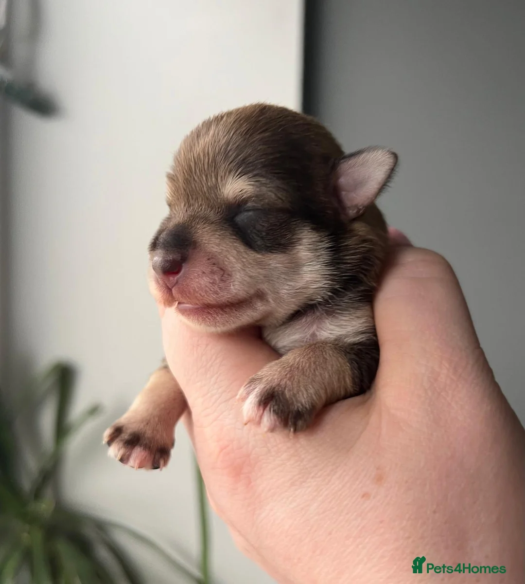 Miniature Schnauzer dogs for sale: KC BVA/MAC Choc/Pepper Black Miniature Schnauzers  - Advert 2