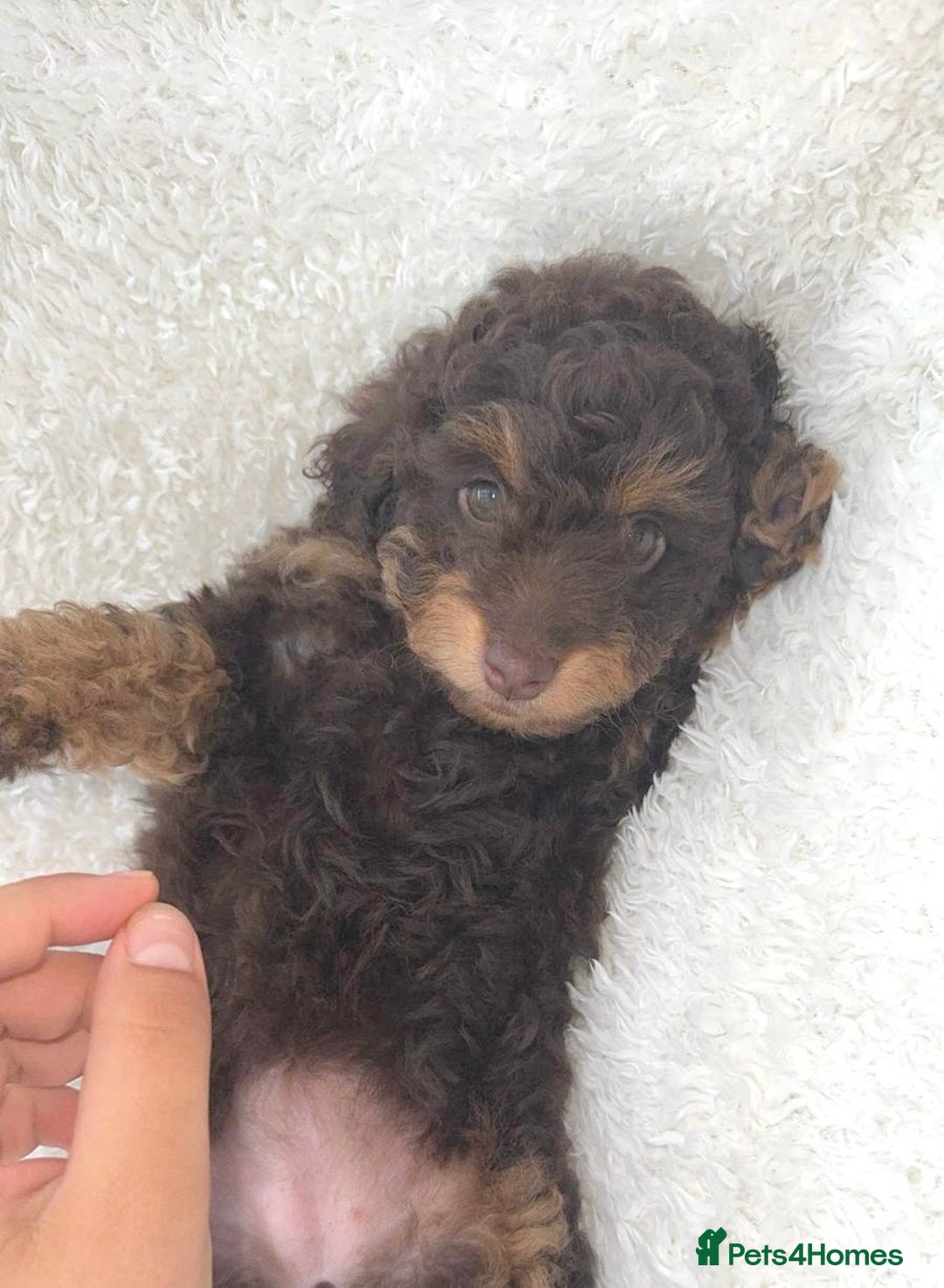 Cockapoo dogs for sale: Stunning cockapoo’s  - Image 10