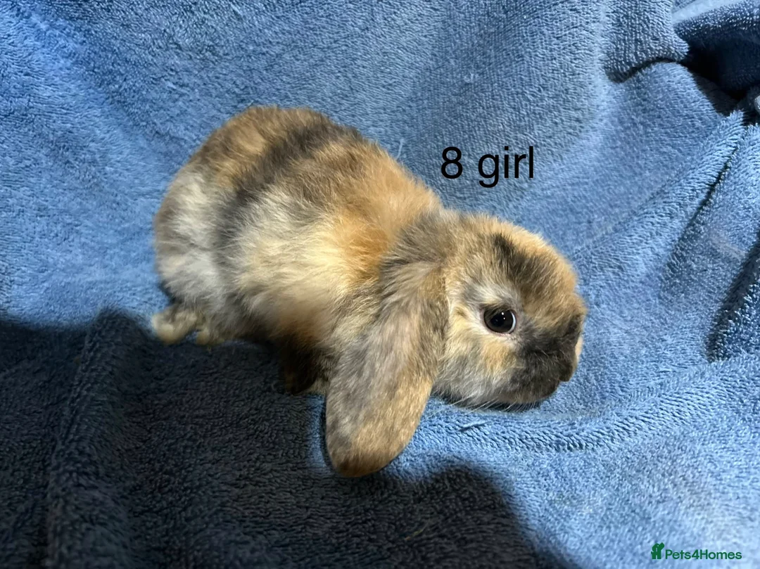 Dwarf Lop rabbits for sale: Baby Mini x dwarf lop rabbits  - Advert 8