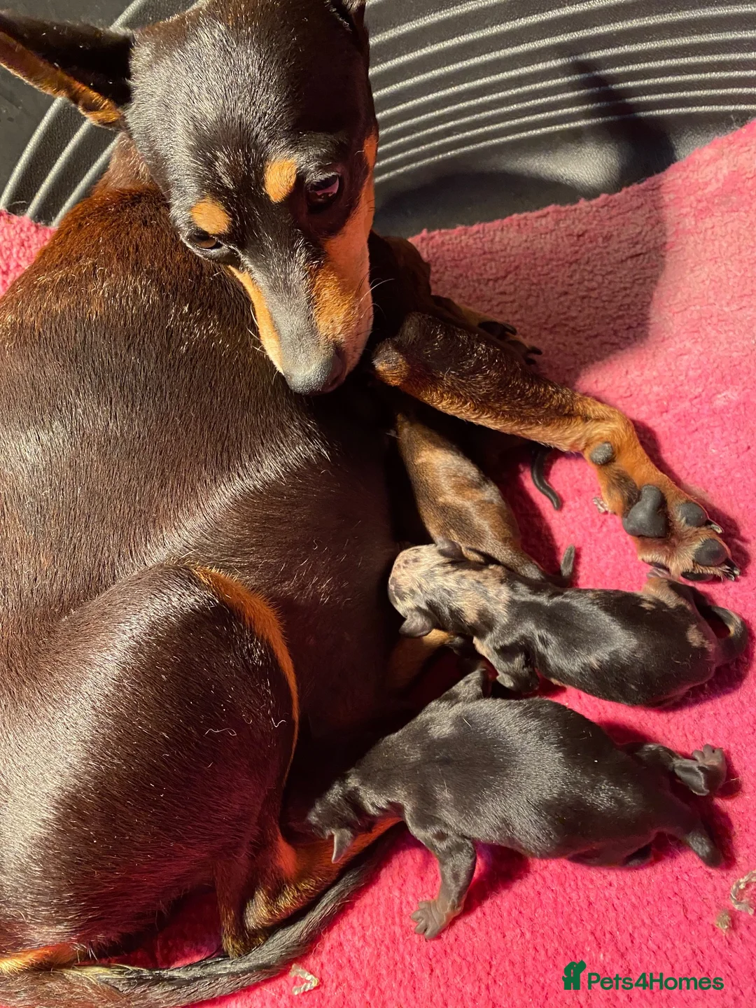 Miniature Pinscher dogs for sale: Stunning Rare Merle miniature pincher puppy’s in Falkirk - Advert 4