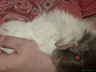 Guinea Pig rodents for sale: 2 male guinea pigs - Advert 1