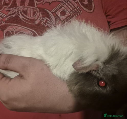 Guinea Pig rodents 2 male guinea pigs - Advert 3