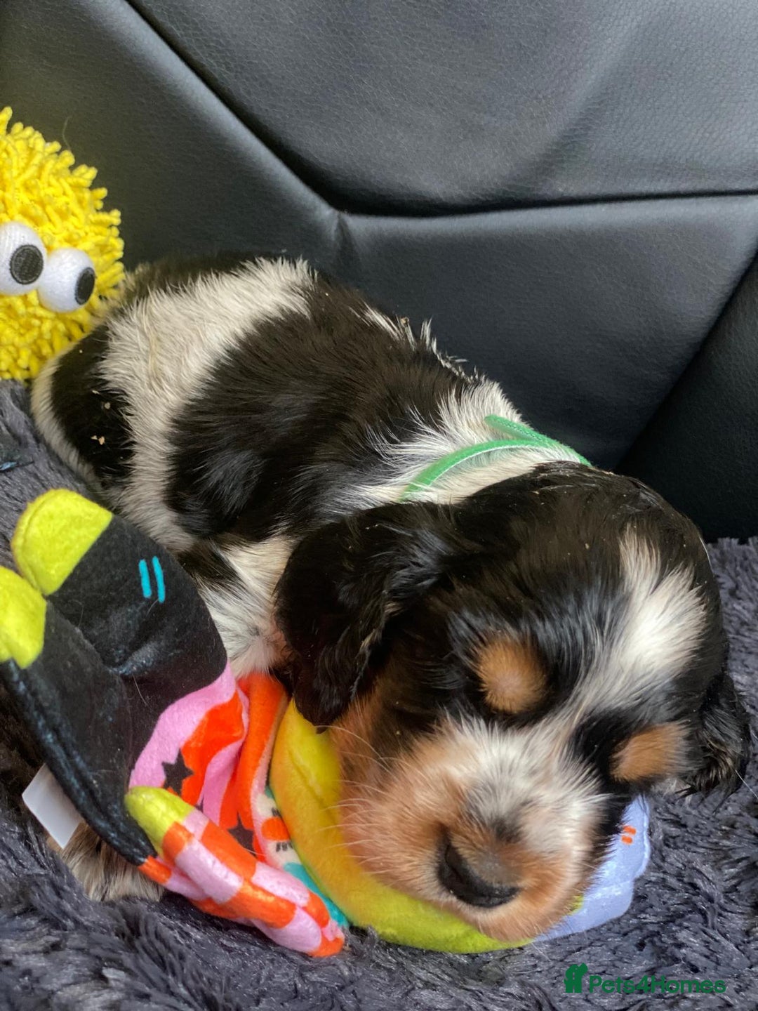Cocker Spaniel dogs for sale: Show Cocel Spaniel- K.C. Reg. - Image 27