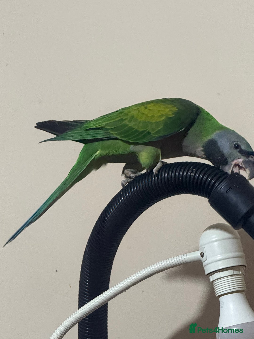 Parrots birds for sale: Handreared Derbyran parrot - Image 11