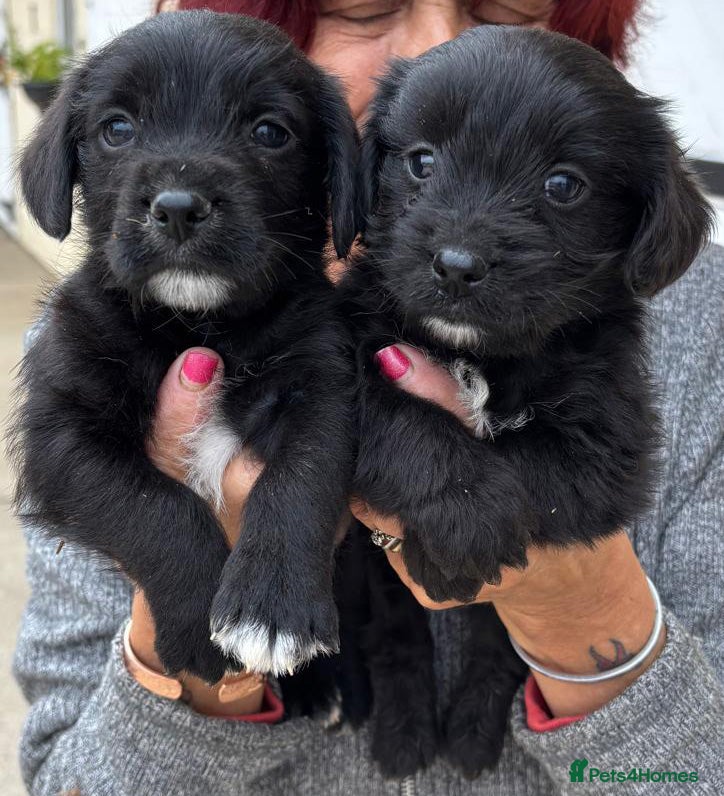 Mixed Breed dogs Westnal puppies ***5 star licenced breeder***  - Advert 2