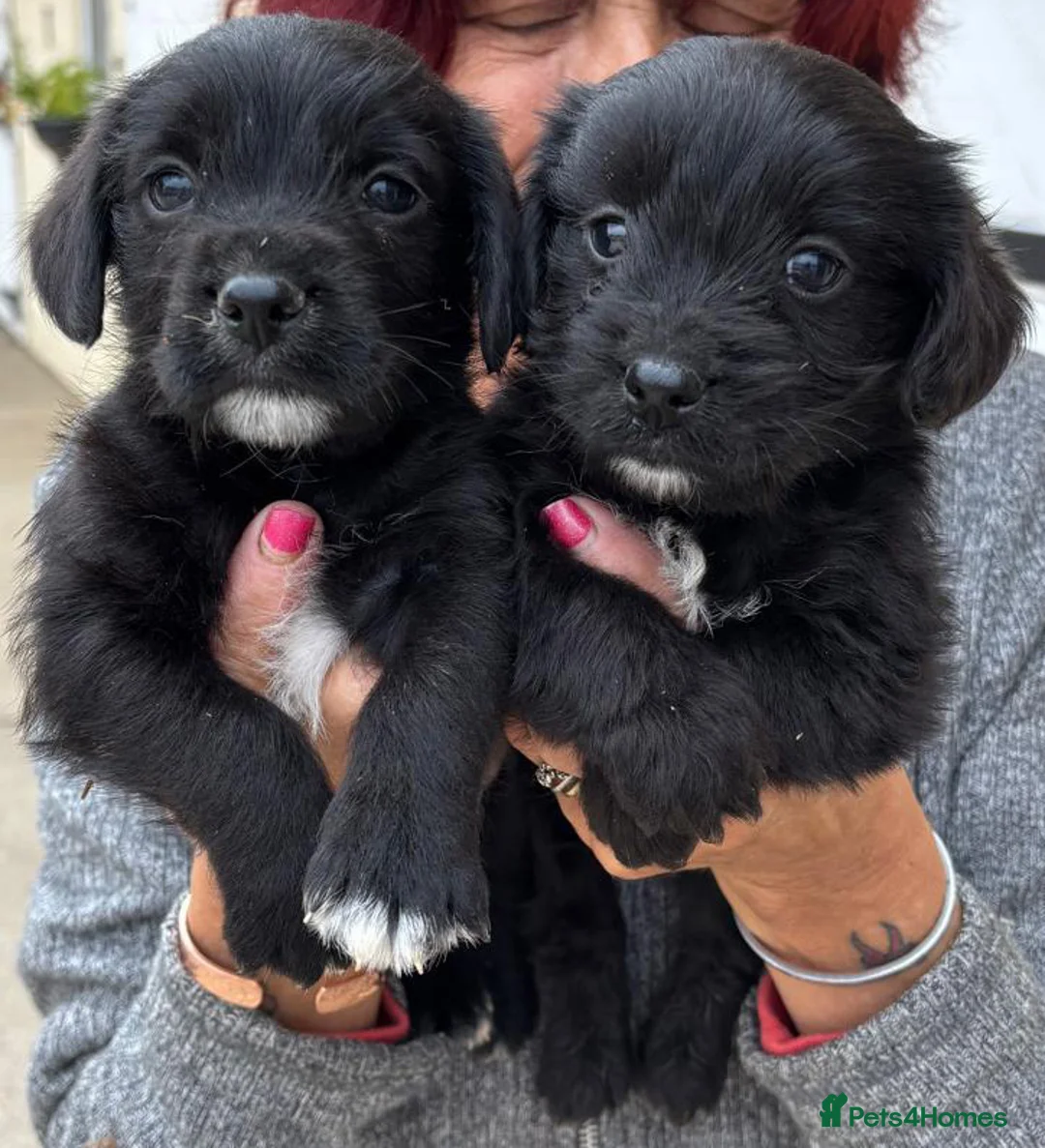 Mixed Breed dogs for sale: Westnal puppies ***5 star licenced breeder***  - Advert 2