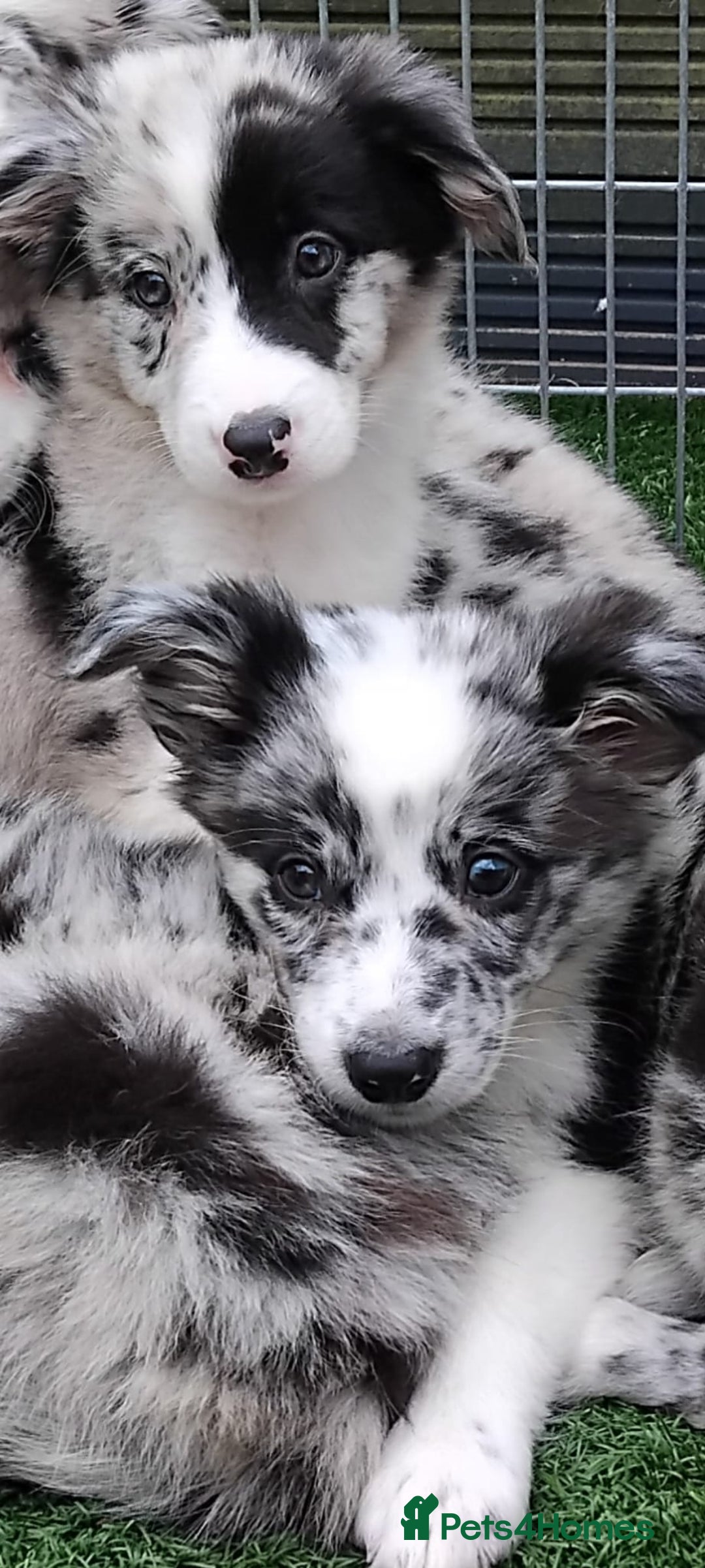Border Collie dogs for sale: Stunning litter of blue merle border collies - Image 34
