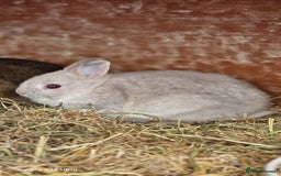 Netherland Dwarf rabbits for sale: Various Netherland Dwarfs available from £20 - Image 9