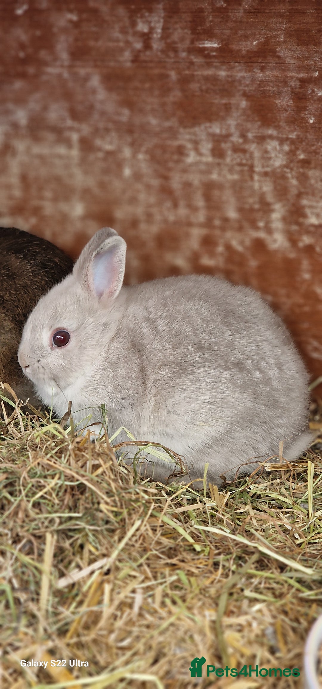 Netherland Dwarf rabbits for sale: Various Netherland Dwarfs available from £20 - Image 9