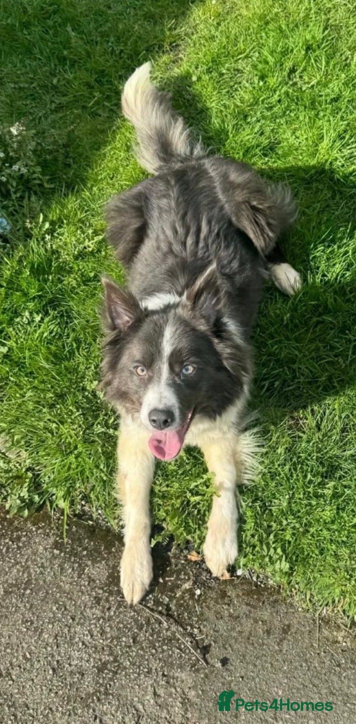 Border Collie dogs Stunning red / blue / black & white pups - Advert 2