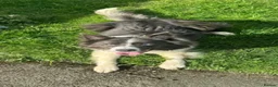 Border Collie dogs for sale: Stunning red / blue / black & white pups - Advert 2
