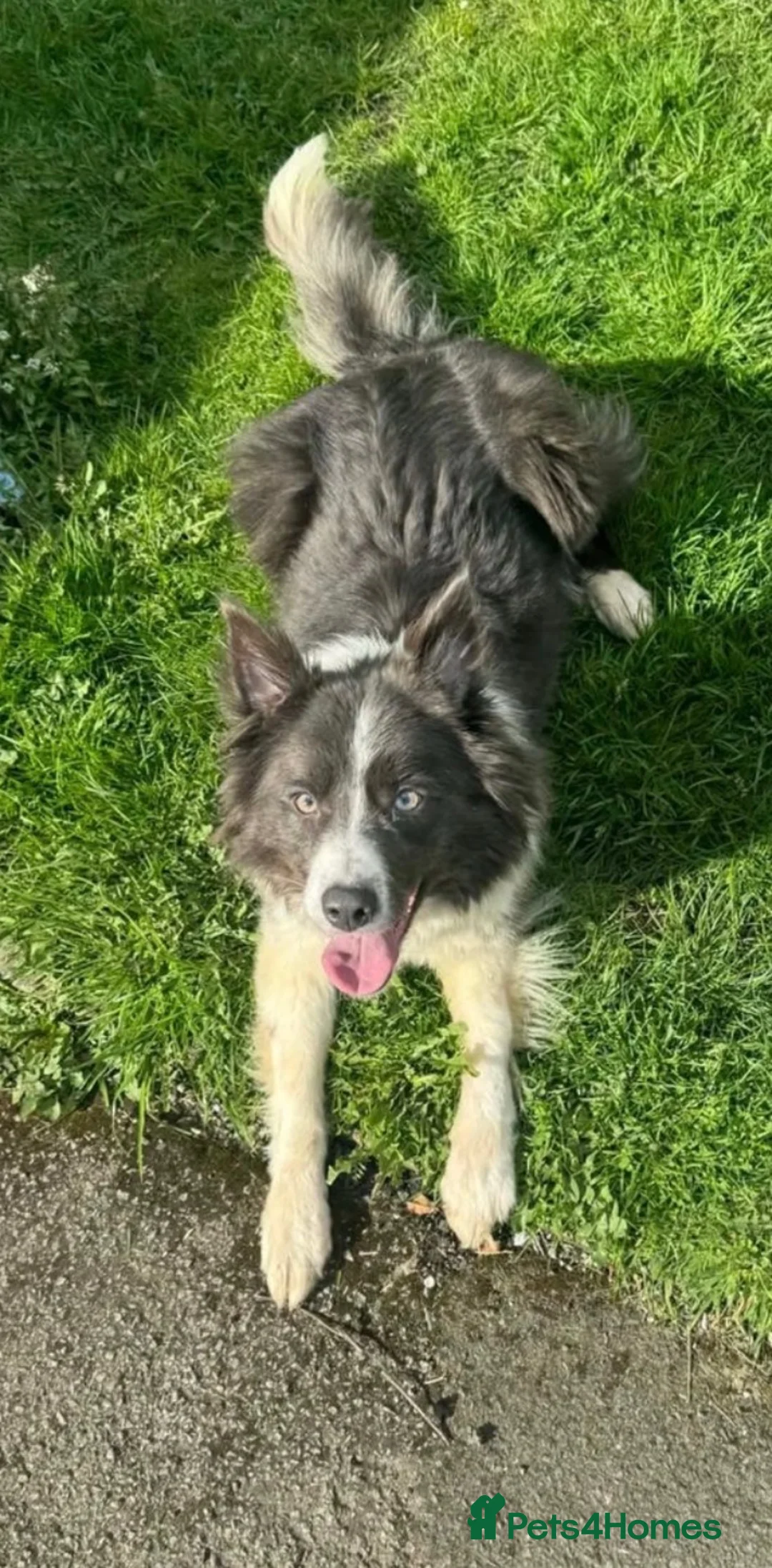 Border Collie dogs for sale: Stunning red / blue / black & white pups - Advert 2
